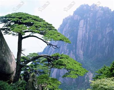 天秤座性格深度分析:优缺点全解